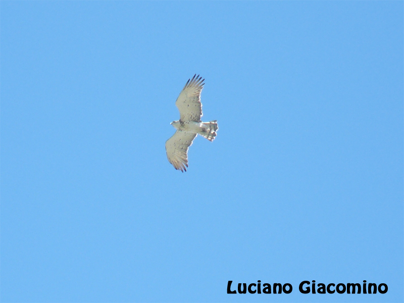 {identificazione} piu bianco non si pu...